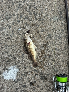 クロソイの釣果