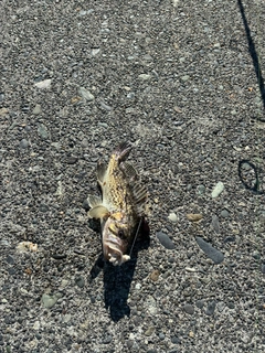 クロソイの釣果