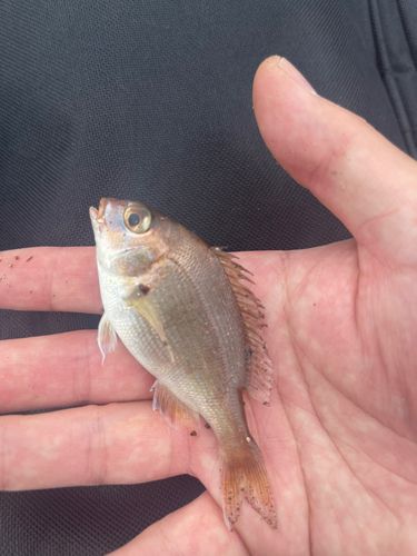 チャリコの釣果