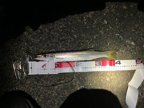 カマスの釣果