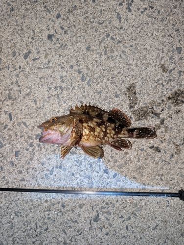 ベッコウゾイの釣果