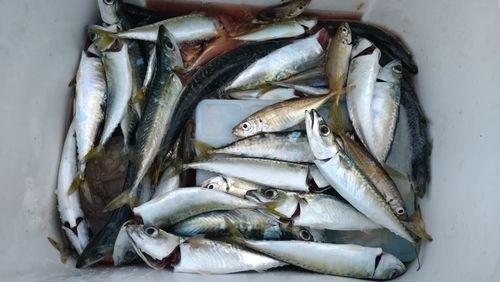 サバの釣果