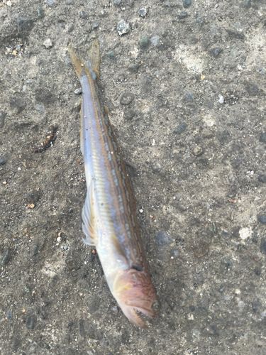 エソの釣果