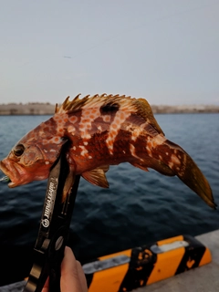 キジハタの釣果