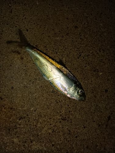 サッパの釣果
