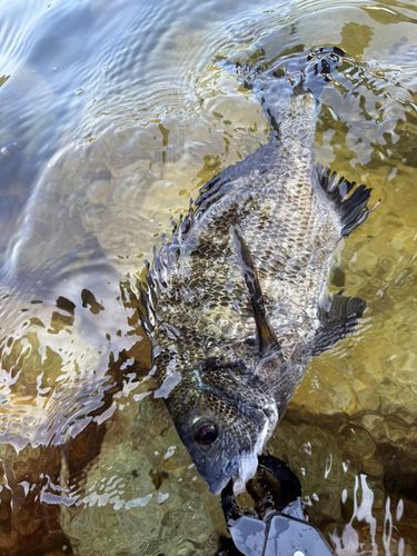 チヌの釣果