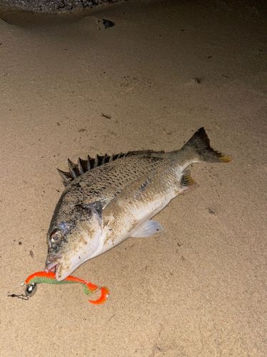 キチヌの釣果
