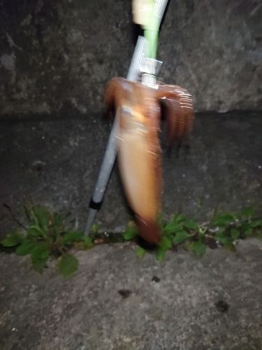 スルメイカの釣果