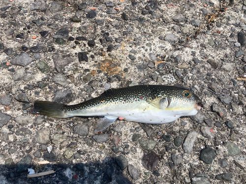 アイゴの釣果