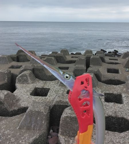 ダツの釣果