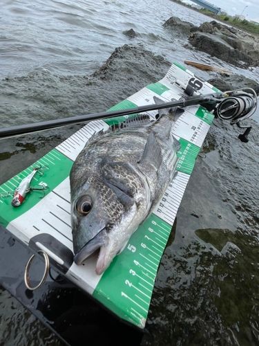 チヌの釣果