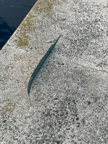 ダツの釣果