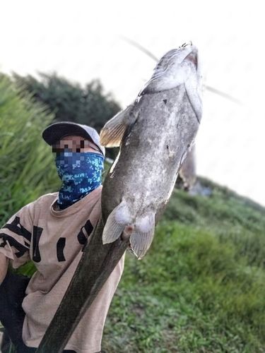 ナマズの釣果