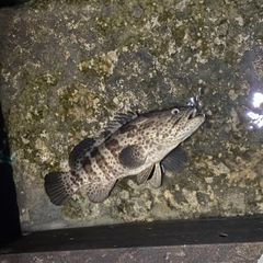 チャイロマルハタの釣果