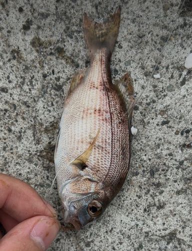 タイの釣果