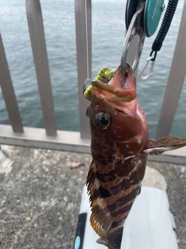 キジハタの釣果