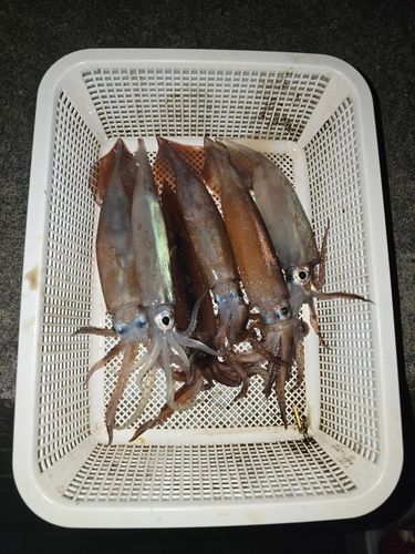 スルメイカの釣果