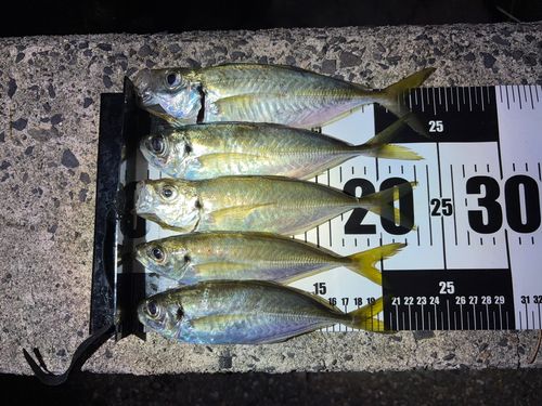 アジの釣果