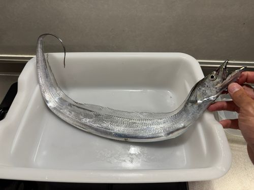 タチウオの釣果