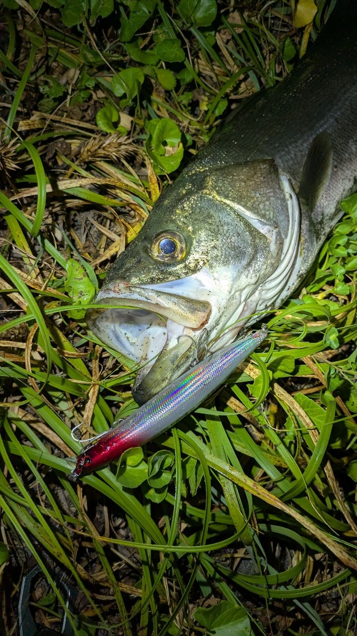 DAIWA 19ラテオ R 100MLの最安値・インプレ・釣果 | 本音の口コミが