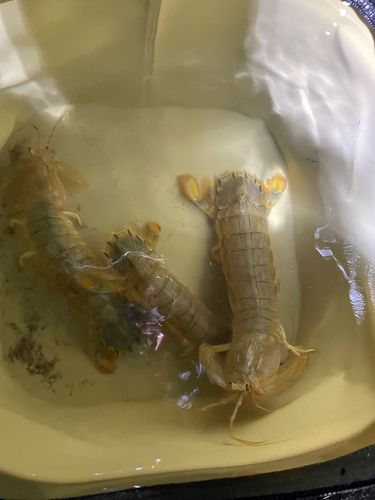 シャコの釣果
