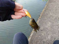 ブルーギルの釣果