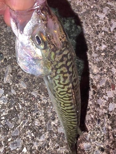 サバの釣果