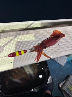 ケンサキイカの釣果