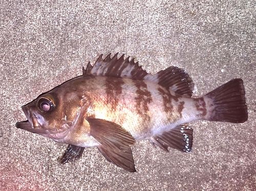 メバルの釣果