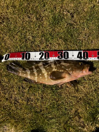アコウの釣果