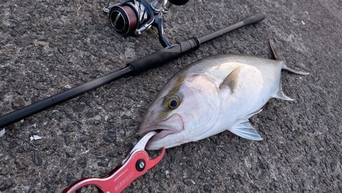 ネリゴの釣果