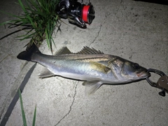 シーバスの釣果