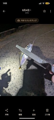 マアジの釣果