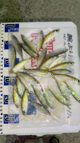 マアジの釣果