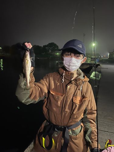 クロソイの釣果