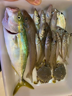 キスの釣果