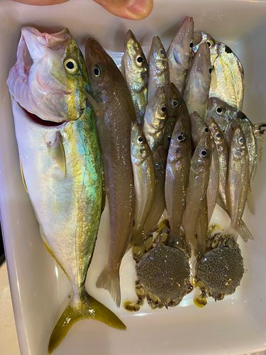 キスの釣果