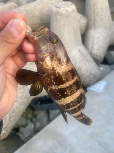 アオハタの釣果