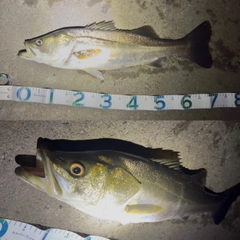 スズキの釣果