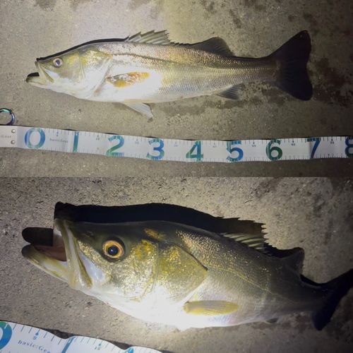 スズキの釣果