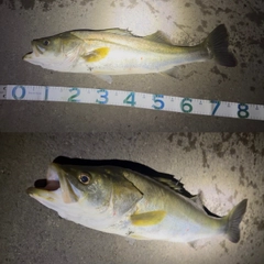 スズキの釣果