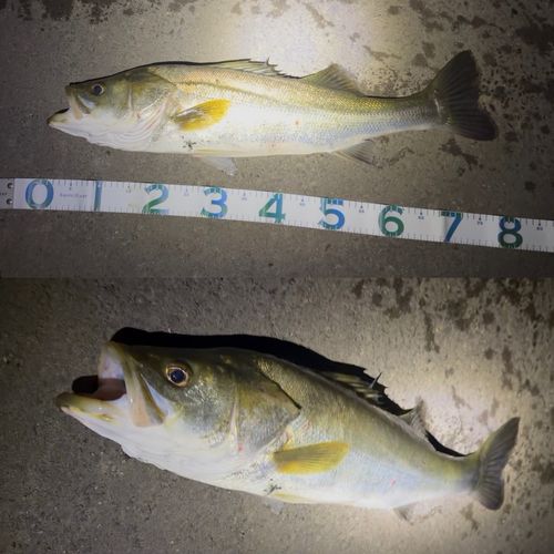 スズキの釣果