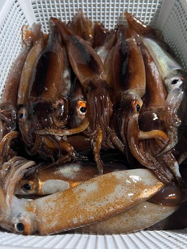 スルメイカの釣果