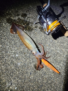 スルメイカの釣果