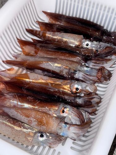スルメイカの釣果