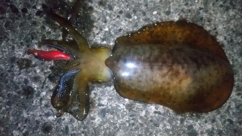 アオリイカの釣果