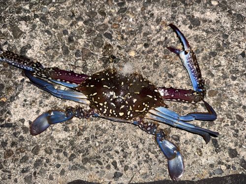 ワタリガニの釣果
