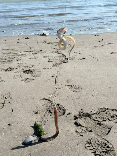 マアナゴの釣果
