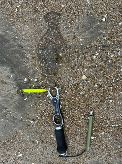 ヒラメの釣果