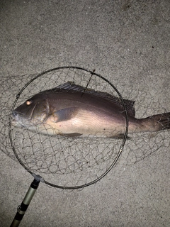 コロダイの釣果